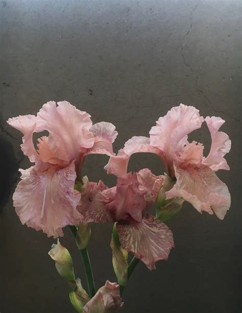 Sold Out Peony And Iris Extravaganza May 27 29 — Flowering With Nicolette