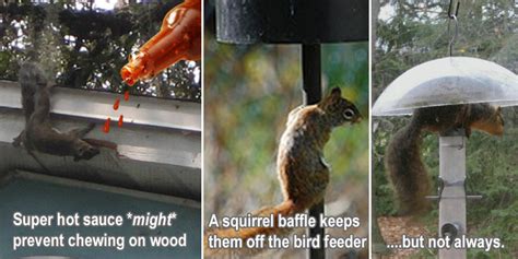 How To Keep Squirrels Away From Your House Garden Bird Feeder