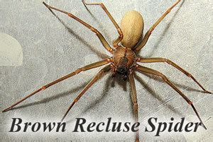 BROWN RECLUSE SPIDER | Georgia Bulldogs fan forums - UGASports