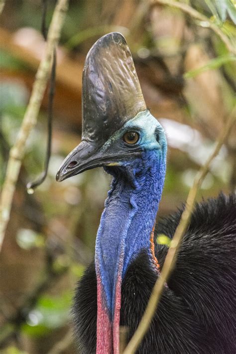 Details Southern Cassowary Birdguides