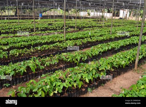 Cocoa In Ghana Hi Res Stock Photography And Images Alamy