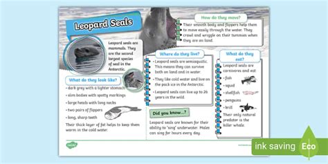 Ks Leopard Seal Fact File Professor Feito Twinkl