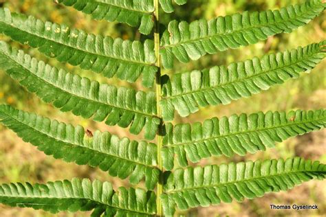 Geschubde Mannetjesvaren Dryopteris Affinis Waarnemingen Be