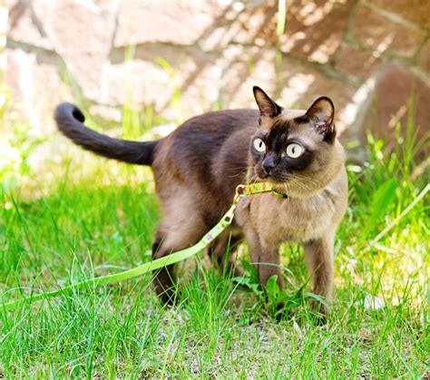 Burmese Breed Profile: Things to Know Before Adopting a Burmese