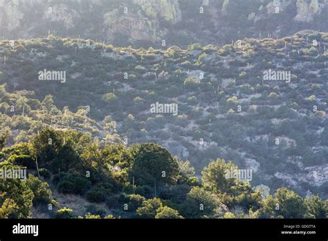 Eichen Wacholder Wald Stockfotos Und Bilder Kaufen Alamy