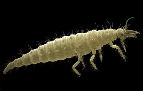 Lacewing Larva Sem 1 Photograph By Steve Gschmeissner Pixels