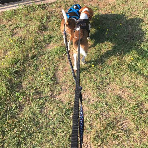 Un Peu De Cani Cross Ce Matin Avec Les Huskys Aux Longues Oreilles