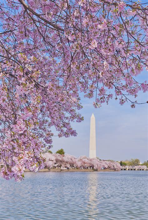 Washington DC Cherry Blossom Wallpaper - WallpaperSafari