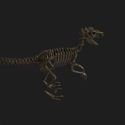 Rigged raptor skeleton 3D - TurboSquid 1562503