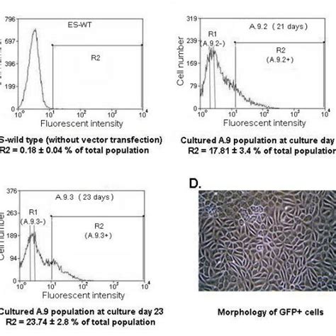 Fluorescent Activated Cell Sorting Facs Of Gfp Expressing Cells And