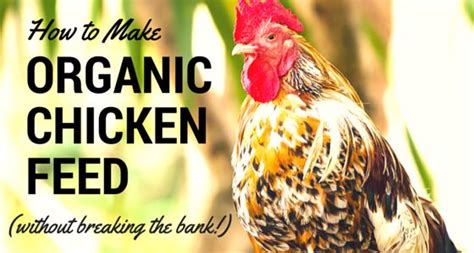 Organic Homemade Chicken Feed Recipe That Won T Break The Bank