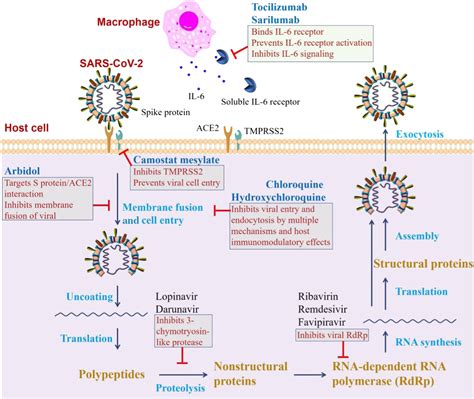 New Insights From Chemical Biology Molecular Basis Of Transmission