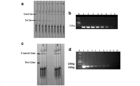 Sensitivity Of The LFD RPA Assay A Molecular Sensitivity Of RPA Using