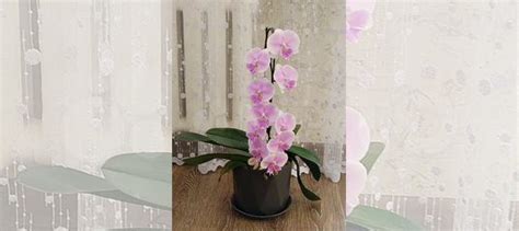 Орхидея купить в Брянске | Товары для дома и дачи | Авито