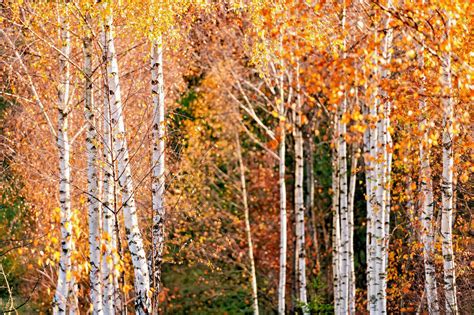 50 White Paper Birch Tree Seeds Betula Papyrifera Fast Growing Tree Showy Ebay