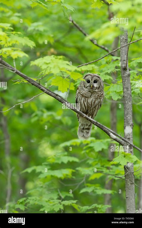 Barred Owl Strix Varia Perched On A Branch In The Spring Forest Hunts