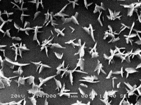 SEM of Faballes or rosette type of epicuticular wax crystalloids... | Download Scientific Diagram