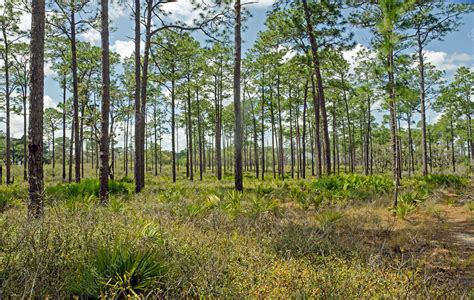 Longleaf Pine Forest - Stock Image - F031/8999 - Science Photo Library