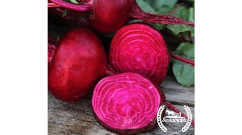 Beet Seeds To Grow On Your Farm And Sell