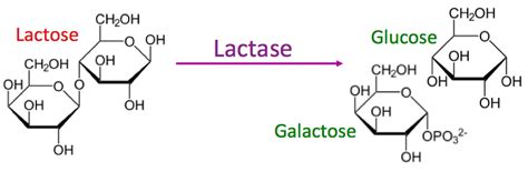 Cures For Lactose Intolerance - Good Whole Food