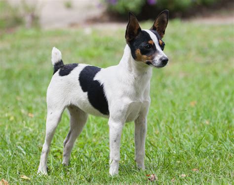 Miniature Fox Terrier