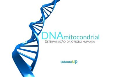 Origem Humana Descubra A Import Ncia Do Dna Mitocondrial Para A