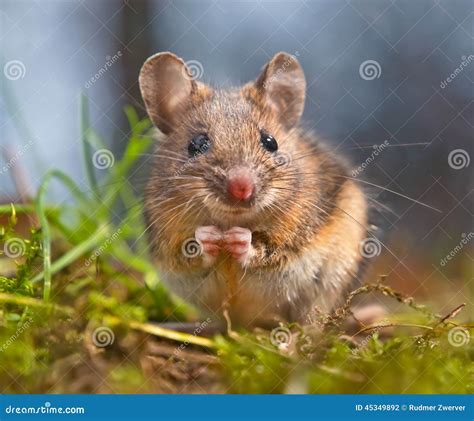 Cute Wood Mouse Sitting On Its Hind Legs Stock Photo Image Of Forest