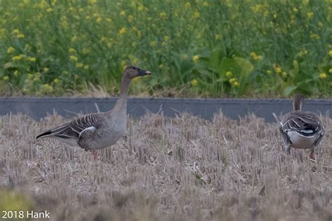 Tundra Bean Geese 凍原豆雁 Anser serrirostris a photo on Flickriver