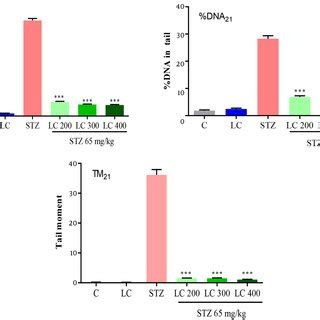 Effect Of L Carnitine LC On DNA Damage Of Day 21 After The Induction