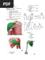 Região Tenar E Hipotenar - Músculos da Região Tenar e Hipotenar | PDF | Anatomia humana | Sistema ...