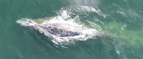 What are the ecological impacts of gray whale benthic feeding ...