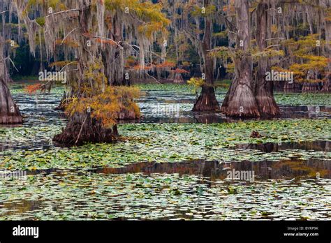 Bald Cypress Trees Cypress Swamp Caddo Lake Texas And Louisiana USA