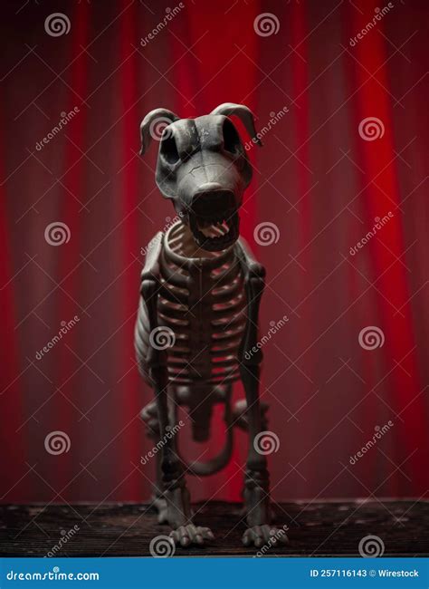 Spooky Skeleton Dog Decorated in Halloween Stock Image - Image of halloween, death: 257116143