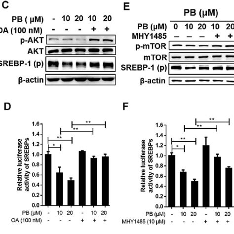 Praeruptorin B Inhibits The Insulin Induced Pi3k Akt Mtor Signaling Download Scientific Diagram