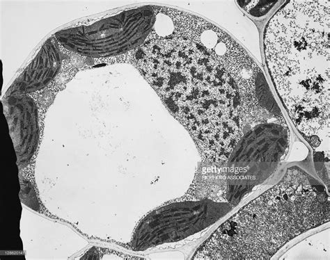 Diagram of Palisade Mesophyll Cell of the Leaf | Quizlet