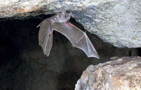 Amid The Clatter Of Bats A Call To Feed The New York Times