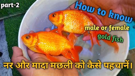 Male Vs Female Goldfish