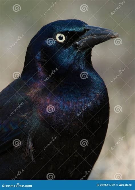 Vertical Closeup Shot Of A Black Crow Bird Stock Photo Image Of