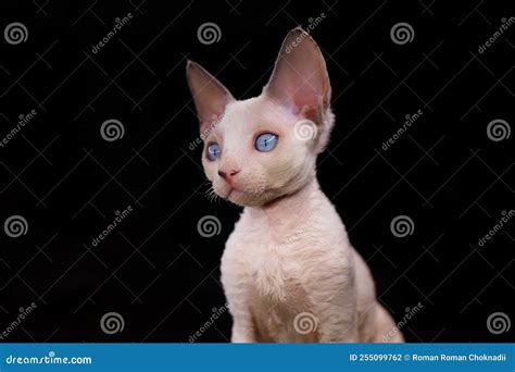 Portrait Of A Purebred Devon Rex Kitten A On A Black Background Stock