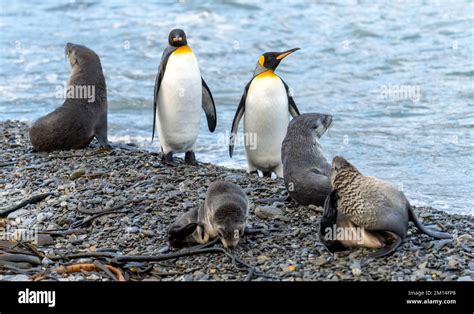 King Penguins And Antarctic Fur Seals Coexist Across Species On The Beach Of South Georgia Stock