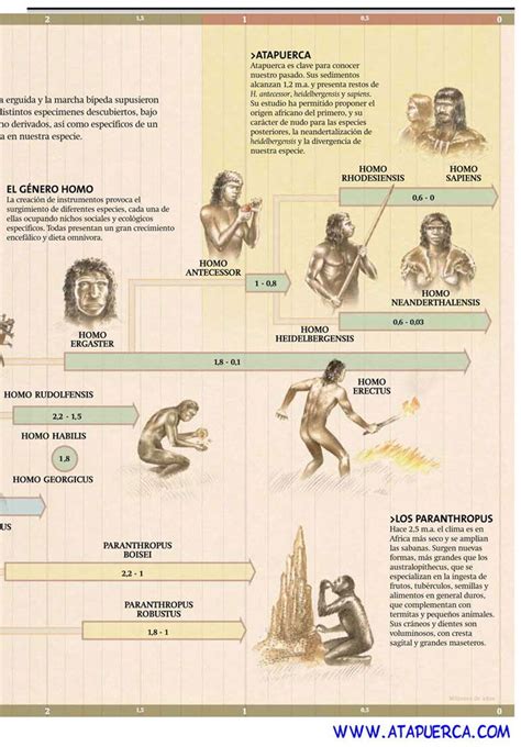 Evolución De La Especie Humana Evolución Del Hombre Evolucion Del Hombre Evolución Humana