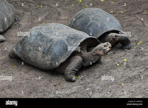 Cinco Cerros Tortues G Antes Chelonoidis Nigra Dans Le Centre D