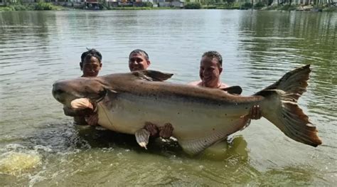 Chocante! Homem pesca bagre gigante e raro de quase 200 kg