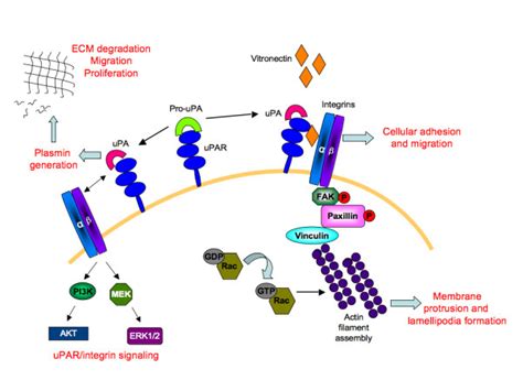 A Simplified Schematic Depiction Of The Role Of Upar In Angiogenesis