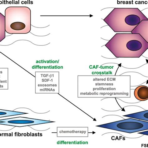 Tumor Stroma Crosstalk In Breast Cancer Neoplastic Cells Can Recruit