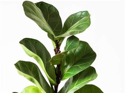 Fiddle Leaf Fig Varieties You Should Know About (Plus Bonus Ficus Guide)