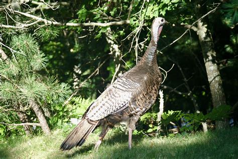 Thanksgiving Turkey Facts – Seashore to Forest Floor