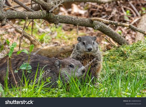 Mother Baby Groundhog Sitting Field Near Stock Photo 2160191411 ...