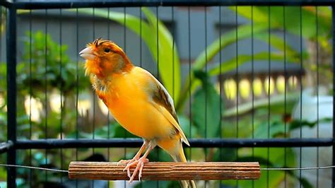 Suara Burung Kenari Gacor Durasi Panjang Pancingan Masteran Kenari