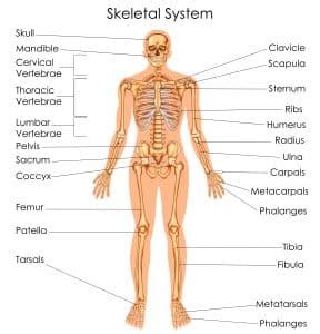 Section 3 The Skeletal System Nitty Gritty Science